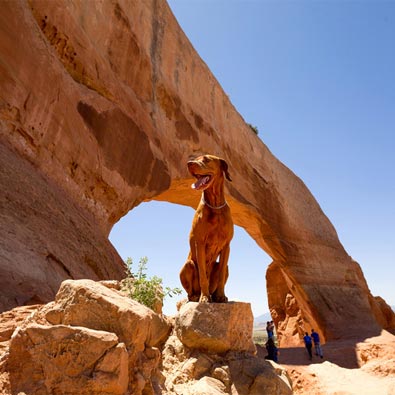 Thing To Do Pet Friendly