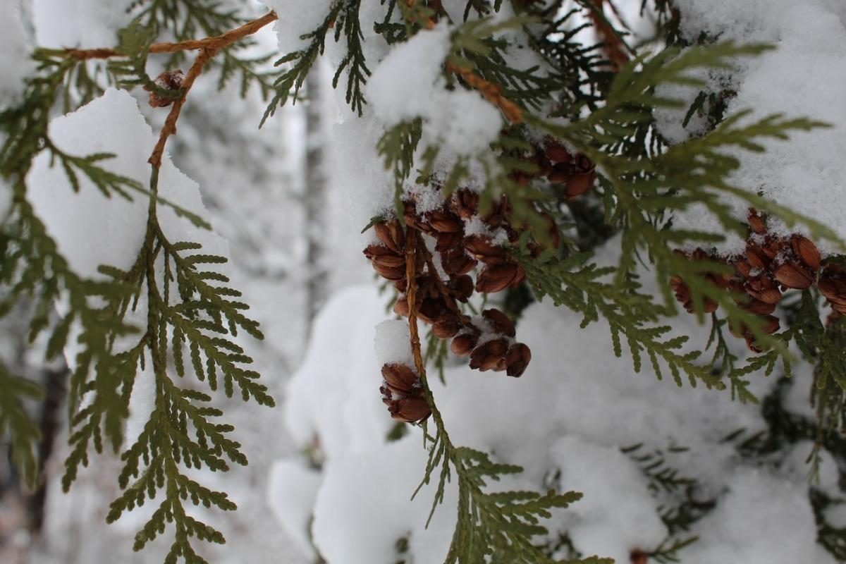 Things To Do Christmas on the Mountain